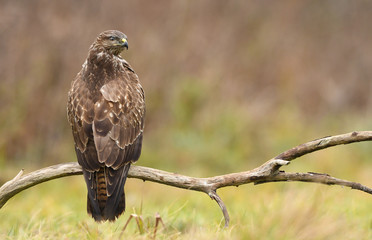 Common buzzard (Buteo buteo)