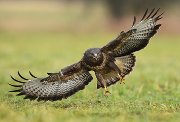 Common buzzard (Buteo buteo)
