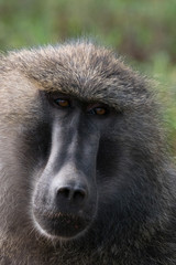 Baboon in Lake Nakuru National Park