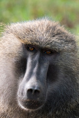 Baboon in Lake Nakuru National Park