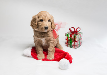 Labradoodle pups for Christmas