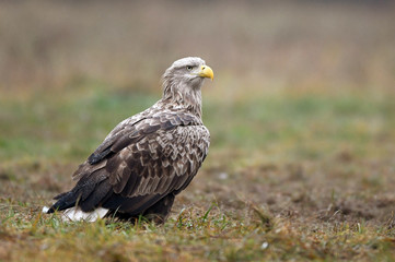 White tailed eagle (Haliaeetus albicilla)