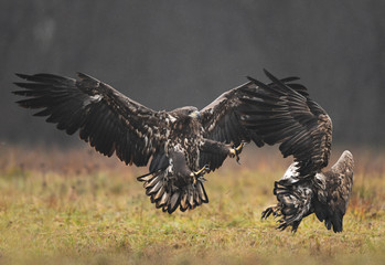 White tailed eagle (Haliaeetus albicilla)