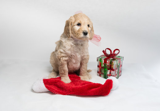 Labradoodle pups for Christmas