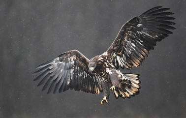 White tailed eagle (Haliaeetus albicilla)