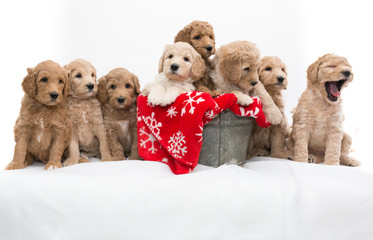Labradoodle pups for Christmas