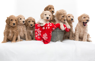 Labradoodle pups for Christmas