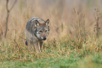 Wolf (Canis lupus)