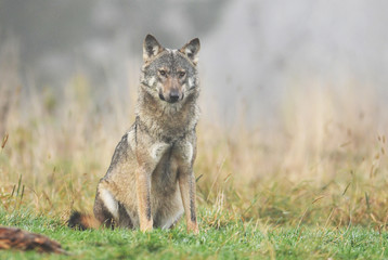 Fototapeta premium Wolf (Canis lupus)