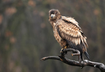 White tailed eagle (Haliaeetus albicilla)