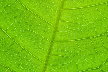 close up green leaf texture