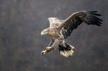 White tailed Eagle (Haliaeetus albicilla)