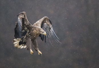 White tailed Eagle (Haliaeetus albicilla)