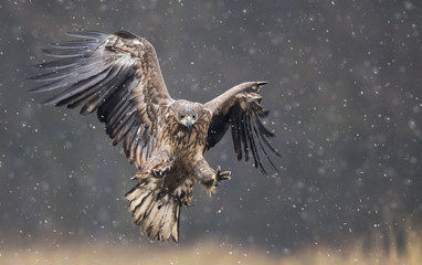White tailed Eagle (Haliaeetus albicilla)