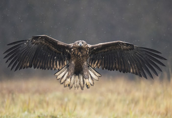 White tailed Eagle (Haliaeetus albicilla)