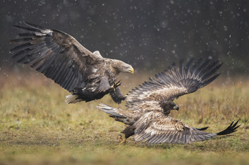 White tailed Eagle (Haliaeetus albicilla)