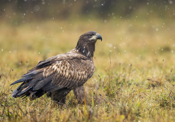 White tailed Eagle (Haliaeetus albicilla)