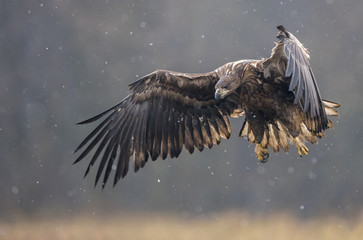 White tailed Eagle (Haliaeetus albicilla)