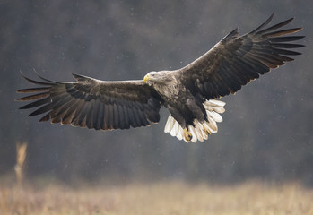 White tailed Eagle (Haliaeetus albicilla)