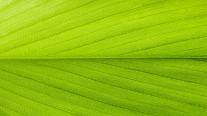 close up green leaf texture