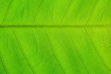 Naklejka na ściany i meble close up green leaf texture
