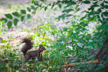 Obraz premium sly squirrel looking for a place for a nut