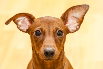 Portrait of red miniature pinscher