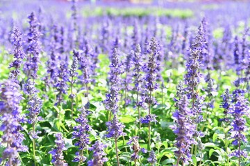 Fototapeta premium Close-Up View of Purple Lavender Flowers in a Lavender Field