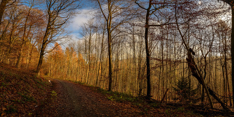 Fototapeta premium Die winterliche Morgensonne vergoldet die kahlen Bäume im Heidelberger Stadtwald am Odenwälder Weg