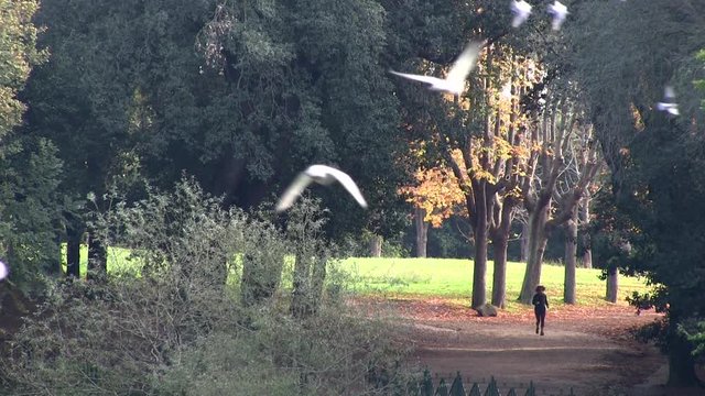 Roma, Italia. Villa Pamphili. Donna che fa sport e passaggio di molti gabbiani in primo piano