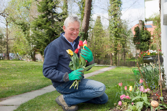 Older Man Cutting Flowers In Backyard