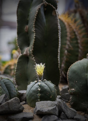 Kaktus mit Blüte