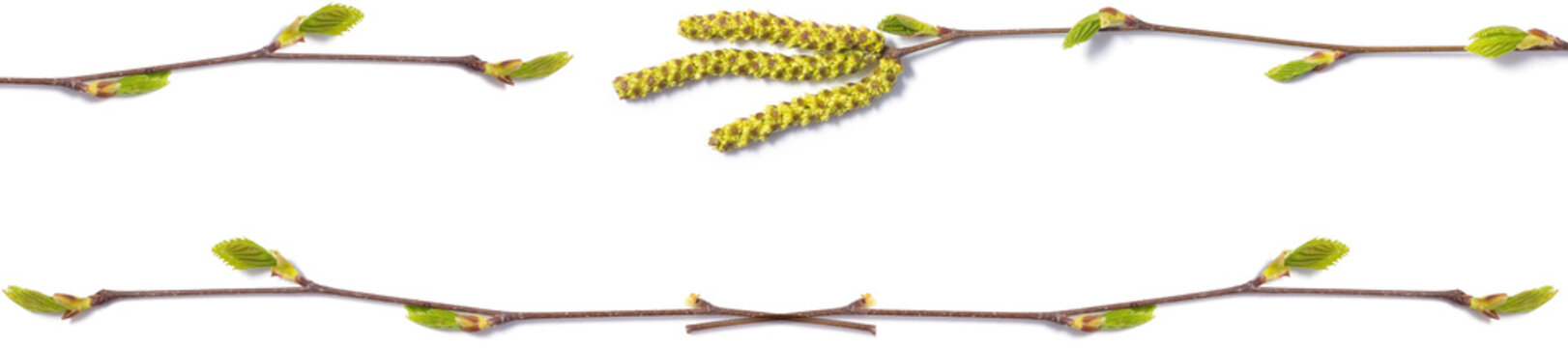 banner of a birch branch with blossoming buds
