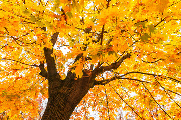 looking up to the maple tree, autumn season and leaves color change to orange