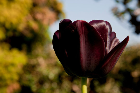 Close Up Of Dark Maroon Tulip