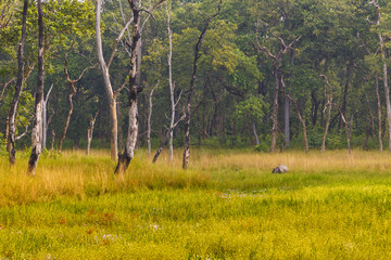 Rhinoceros in  the Royal Chitwan National Park, Nepal