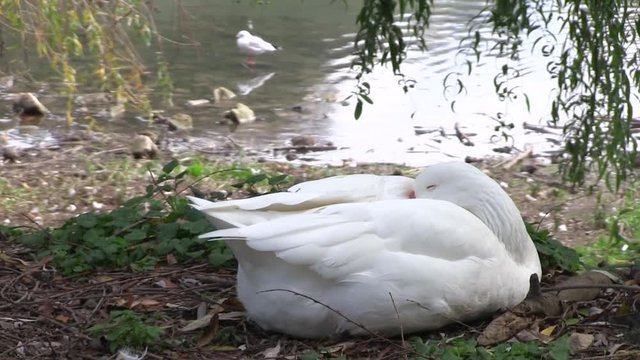 Roma, Italia. Laghetto di Villa Pamphili. Autunno. Oca che dorme.