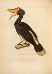 Illustration of a calao