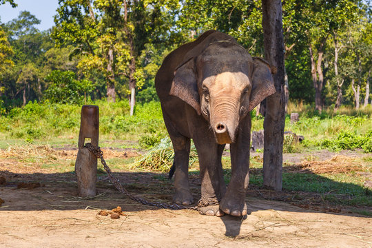 Elephant in the Royal Chitwan National Park, Nepal