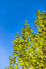 Green Leaves Tree at Blue Sky