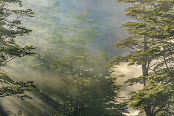 Queulat Park, Patagonia, Chile