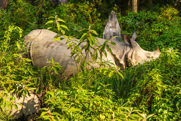 Rhinoceros in  the Royal Chitwan National Park, Nepal