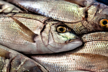 Fresh fish at the market