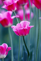 delicate pink flowers tulips grow in spring Park on graceful stems