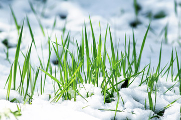  green shoots of fresh grass make their way from under the snow in the spring under the first rays...