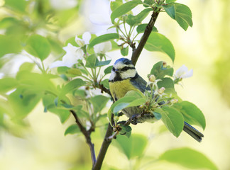 Obraz premium a cute little blue tit bird sitting on blossoming Apple tree branch in the may spring garden