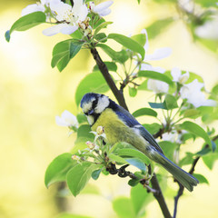 Obraz premium little blue tit bird sitting on blossoming Apple tree branch in the may spring garden