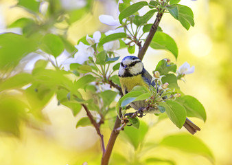 funny bright bird blue tit sitting on a blooming branch in spring garden in early may