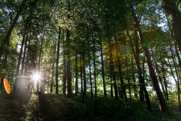 Fototapeta na wymiar Sun shining through trees in forest