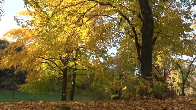Roma, Italia. Villa Pamphili. Autunno. 